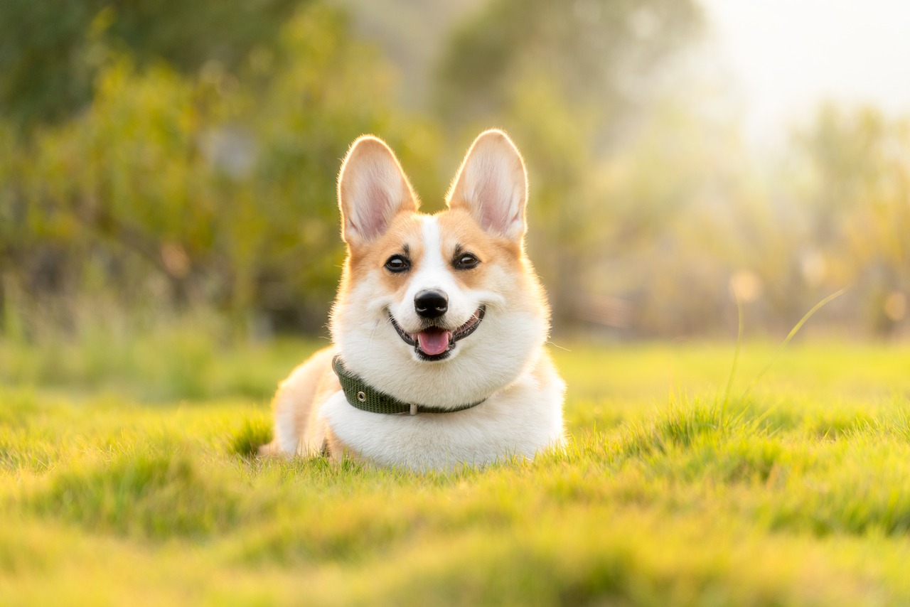 dog clinic